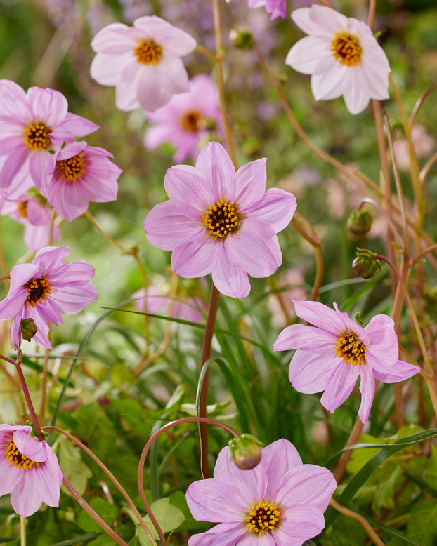 Dahlia merckii