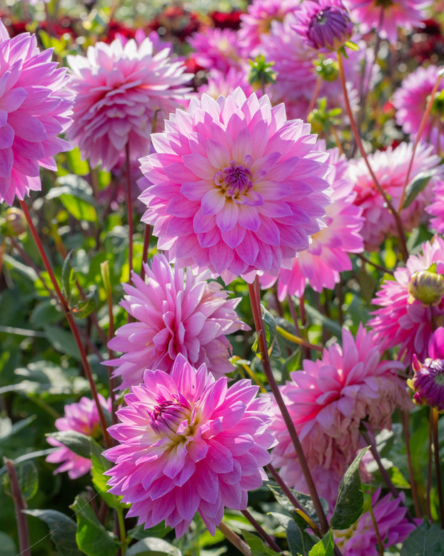 Dahlia 'Miss Delilah'