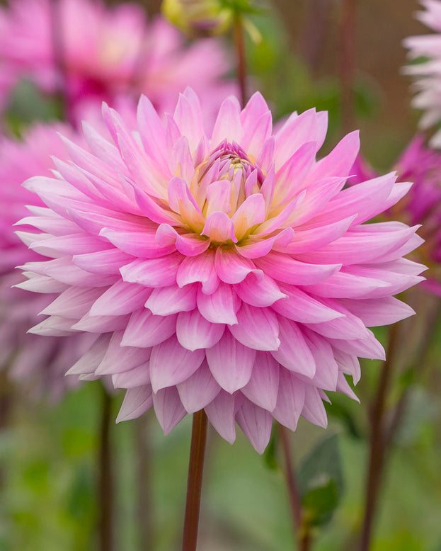 Dahlia 'Miss Delilah'