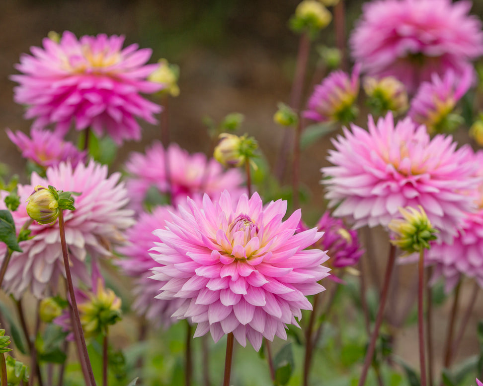 Dahlia 'Miss Delilah'