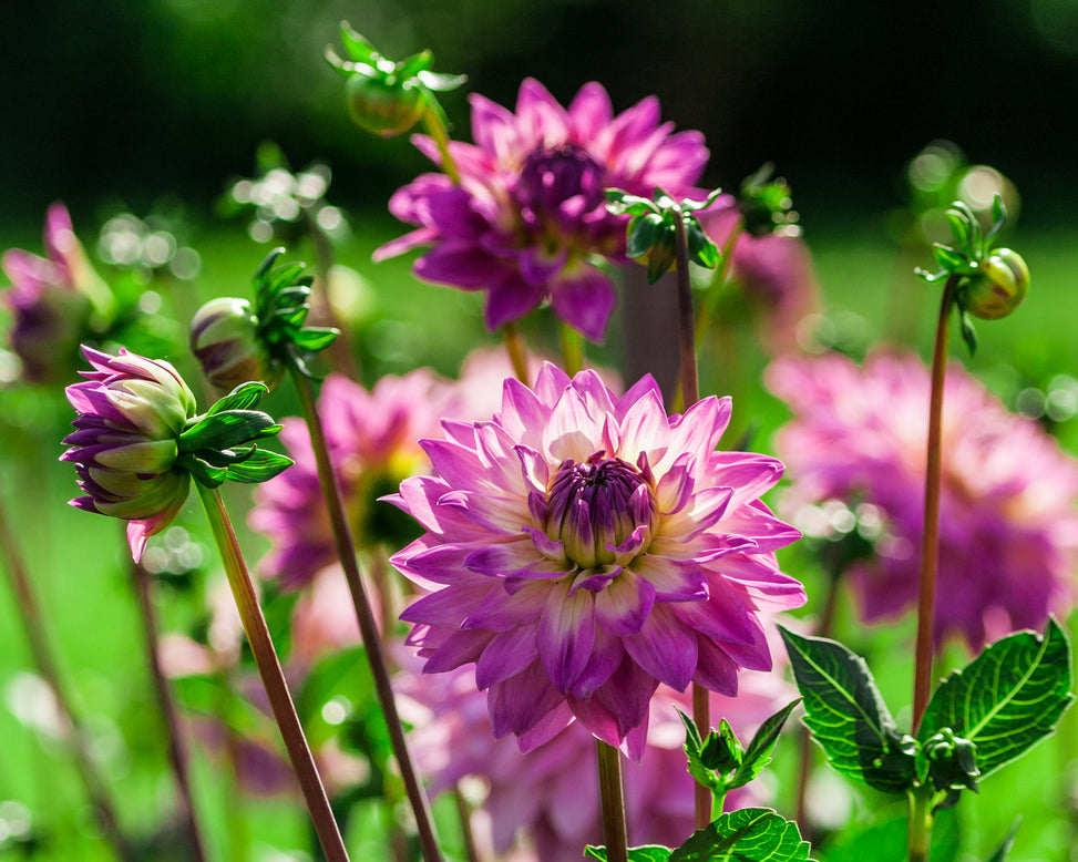 Dahlia 'Miss Delilah'