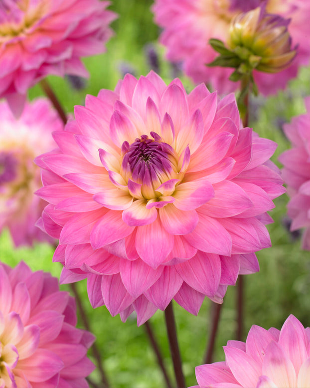 Dahlia 'Miss Delilah'