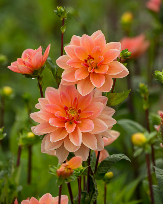 Dahlia 'Mister Frans'