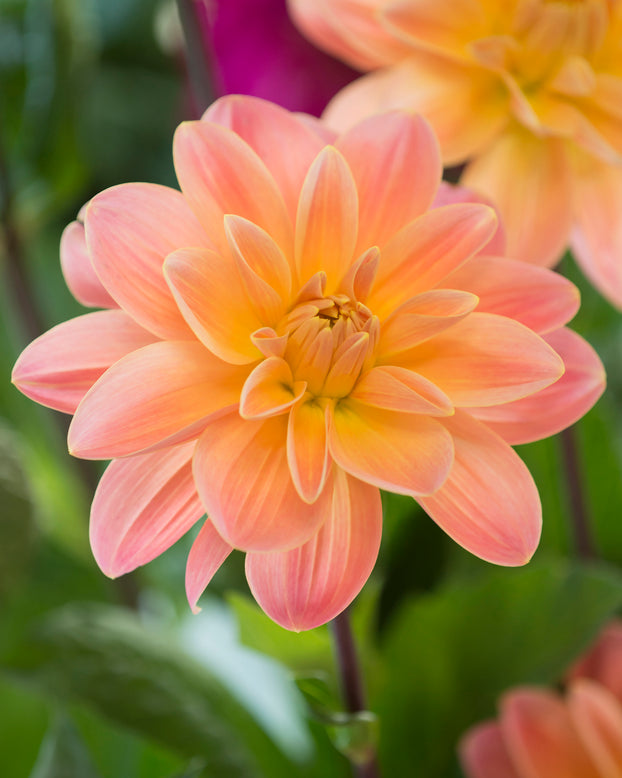 Dahlia 'Mister Frans'