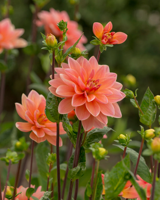 Dahlia 'Mister Frans'