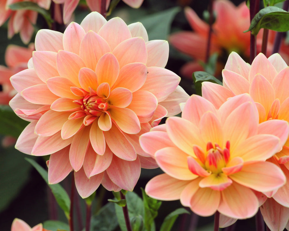 Dahlia 'Mister Frans'