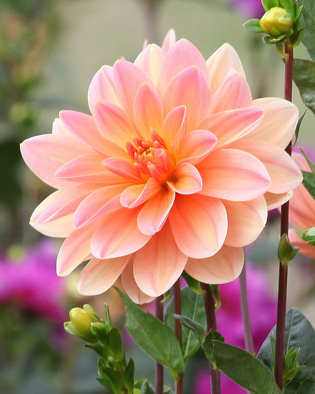 Dahlia 'Mister Frans'