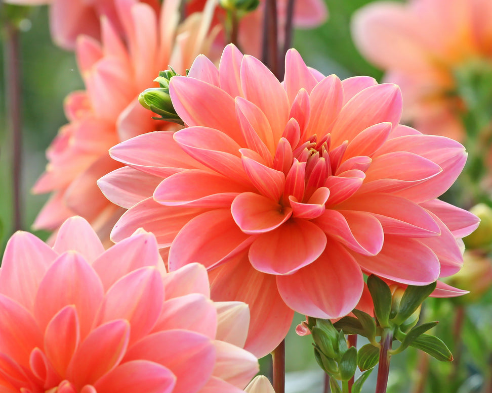 Dahlia 'Mister Frans'