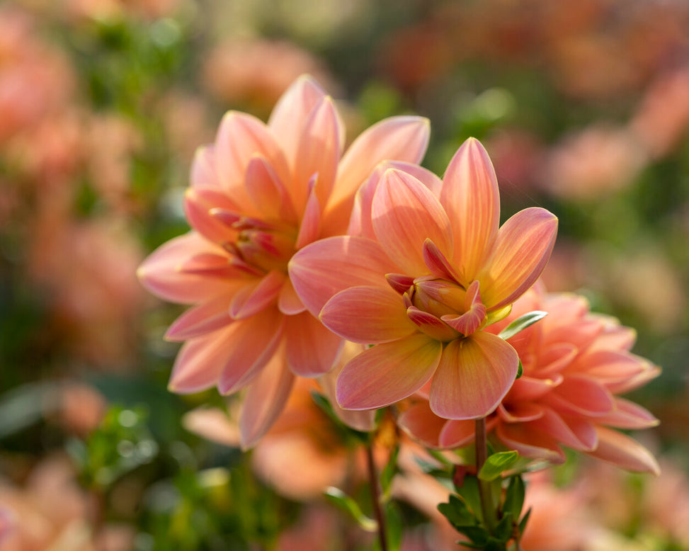 Dahlia 'Mister Frans'