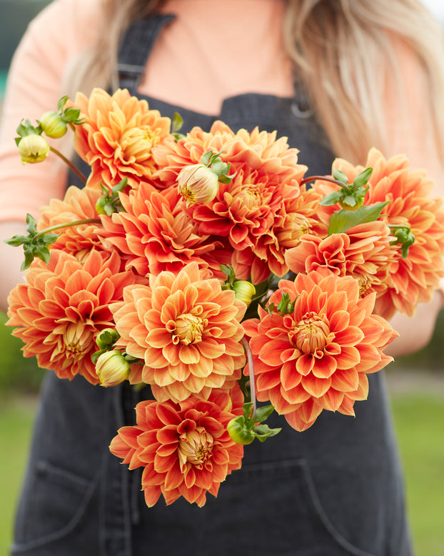 Dahlia 'Myrthe'