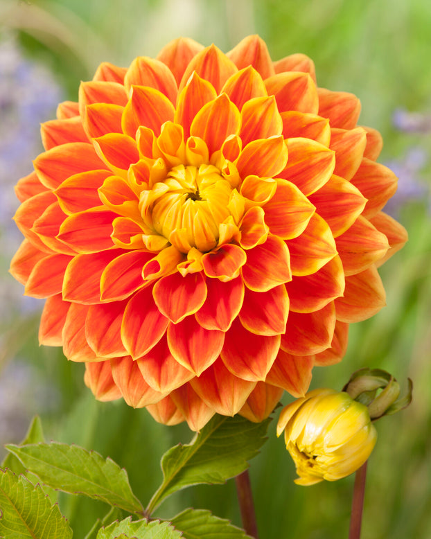 Dahlia 'Myrthe'