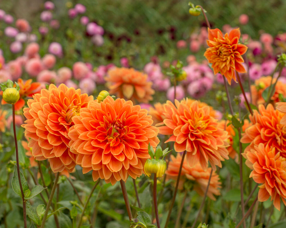 Dahlia 'Myrthe'