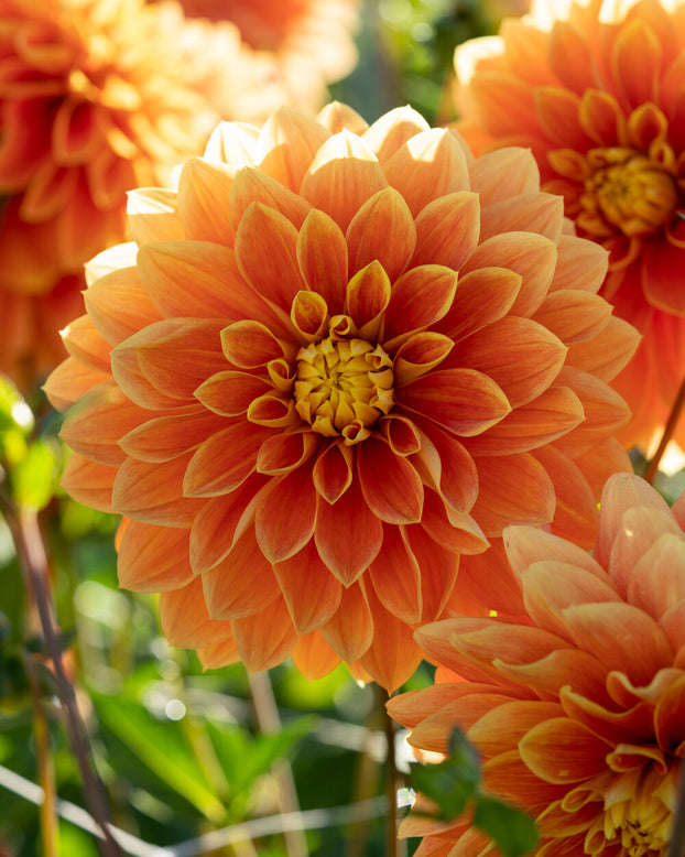 Dahlia 'Myrthe'