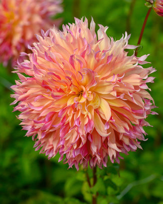 Fimbriata dahlias