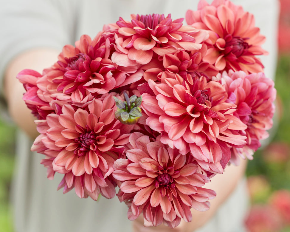 Dahlia 'Negroni Sunset'