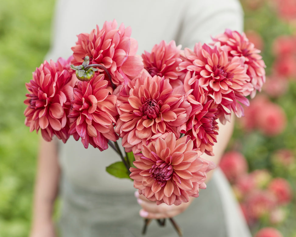 Dahlia 'Negroni Sunset'