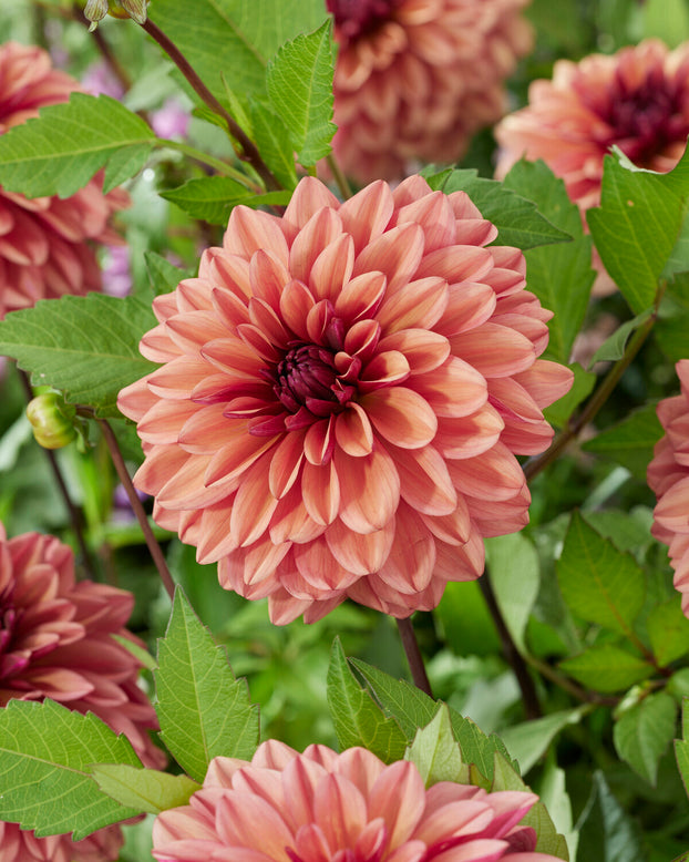 Dahlia 'Negroni Sunset'