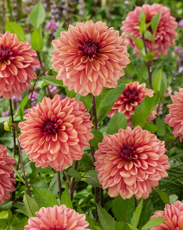 Dahlia 'Negroni Sunset'