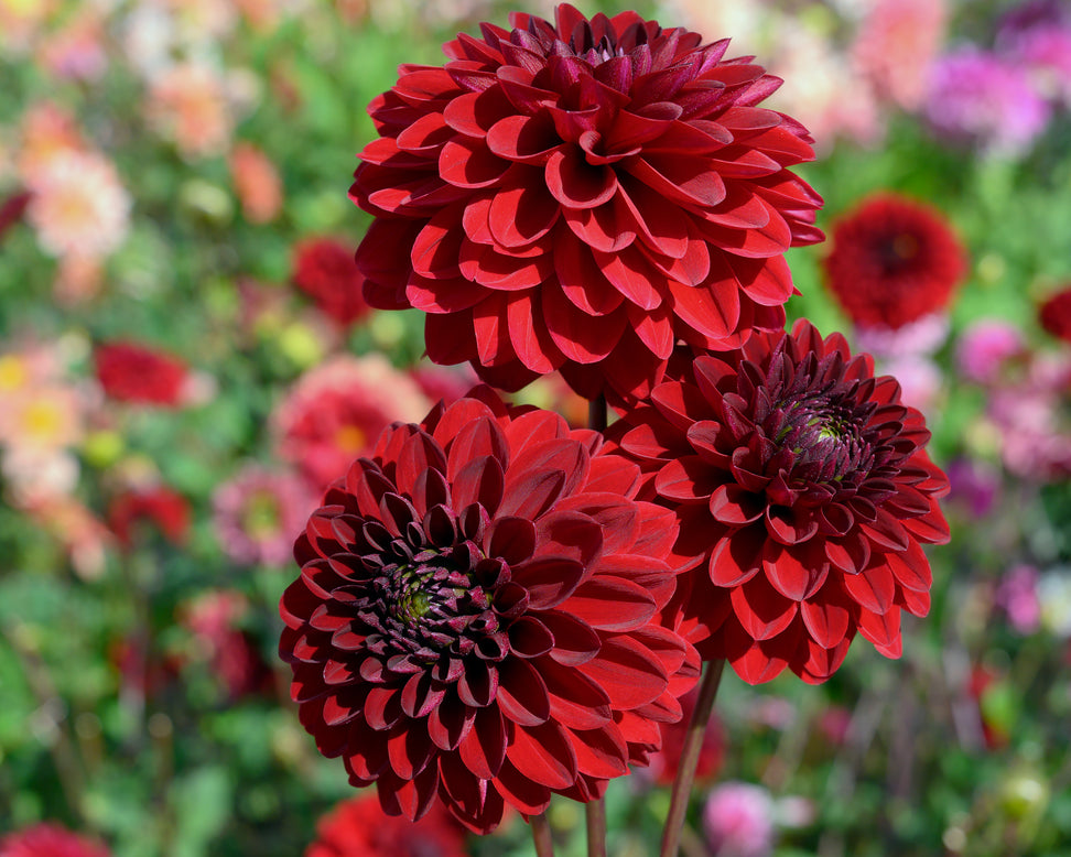 Dahlia 'Night Queen'