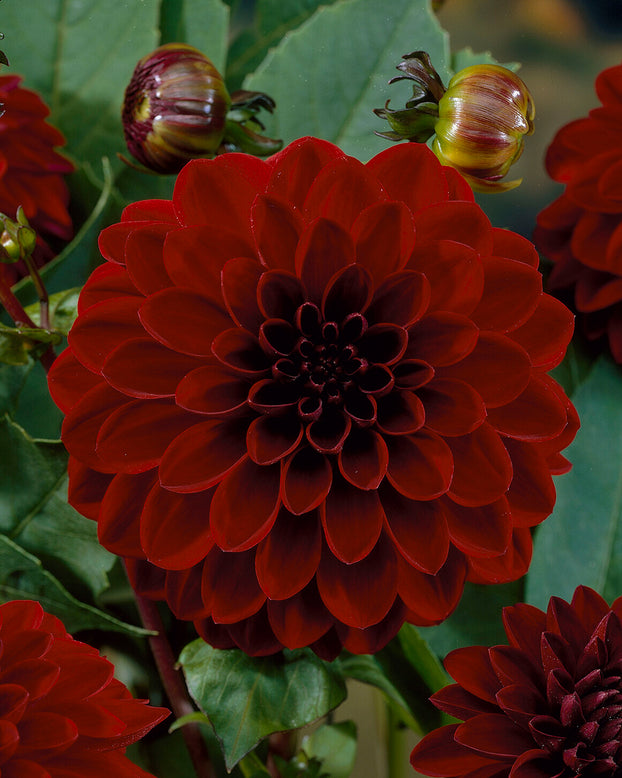 Dahlia 'Night Queen'