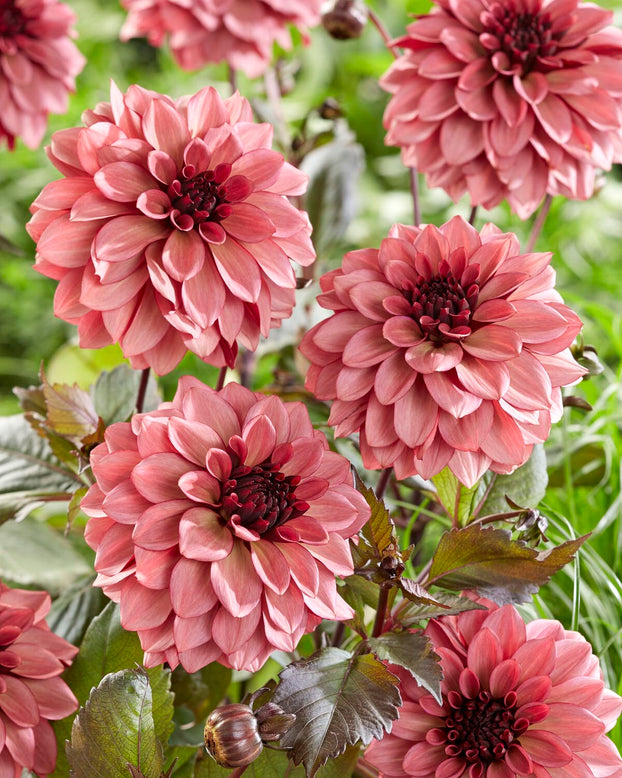 Dahlia 'Night Silence'