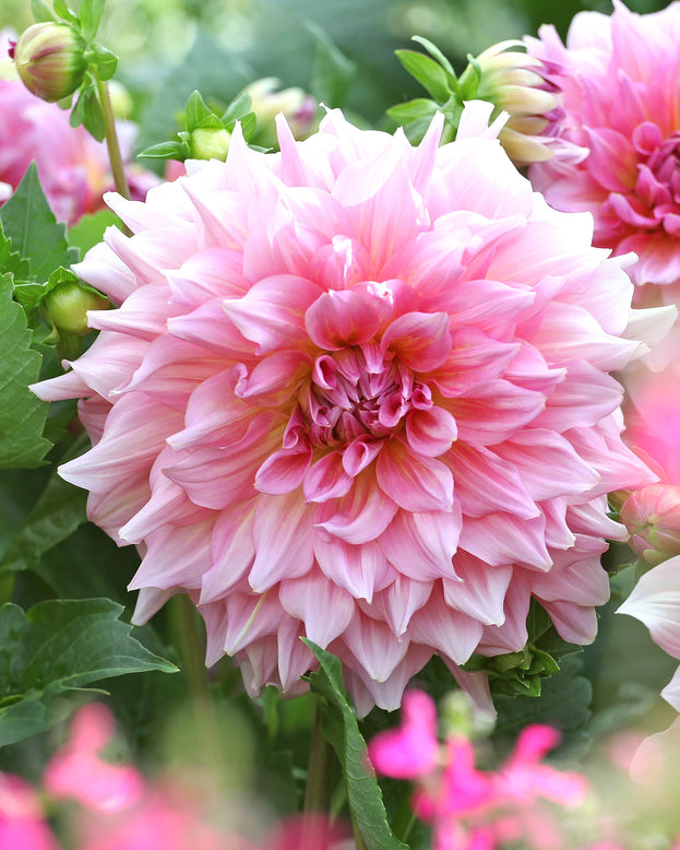 Dahlia 'Otto's Thrill'