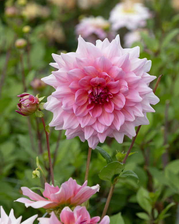 Dahlia 'Otto's Thrill'