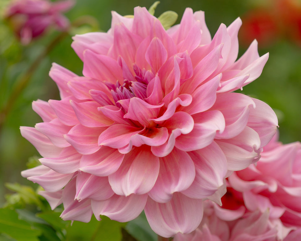 Dahlia 'Otto's Thrill'