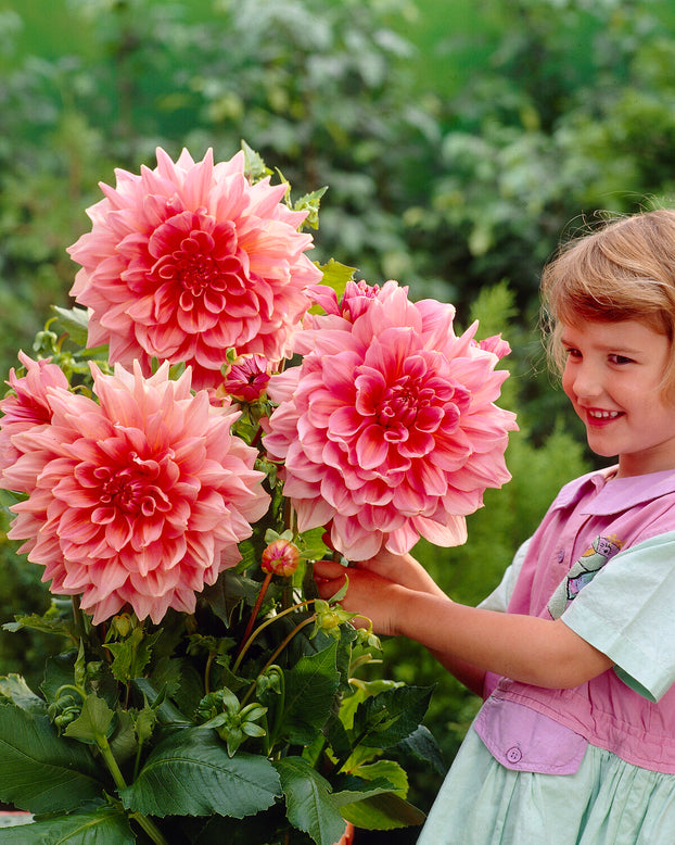 Dahlia 'Otto's Thrill'