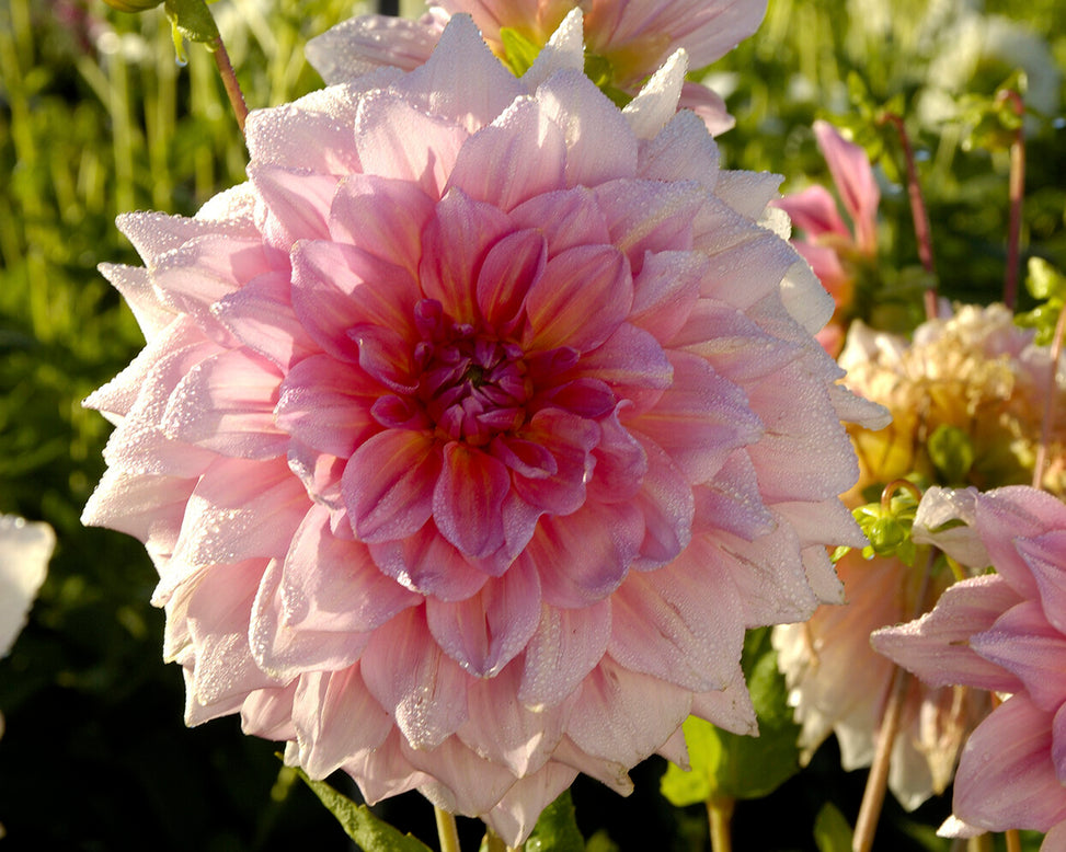 Dahlia 'Otto's Thrill'