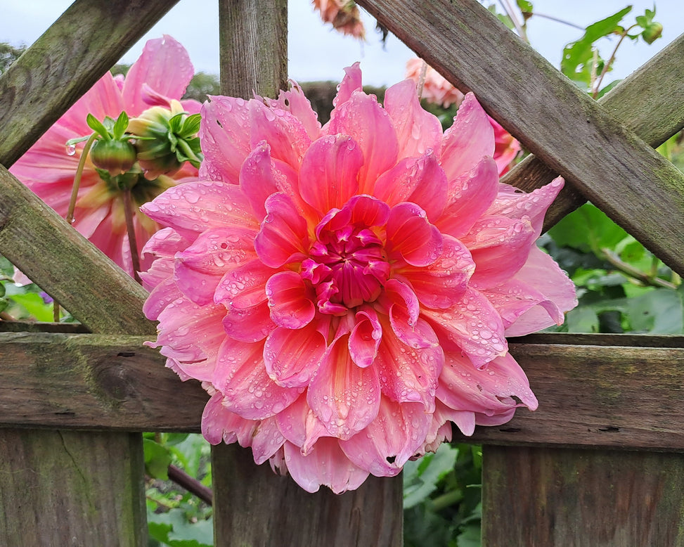 Dahlia 'Otto's Thrill'