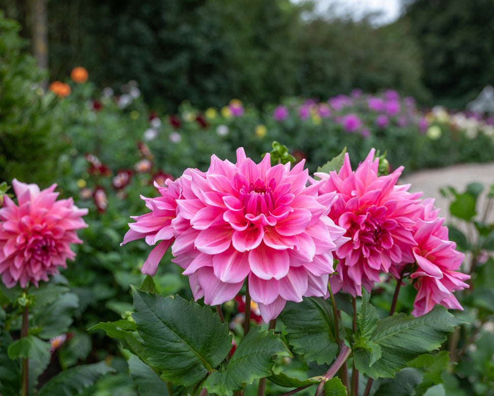 Dahlia 'Otto's Thrill'