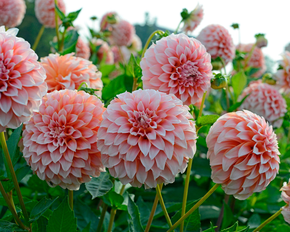 Dahlia 'Peaches'