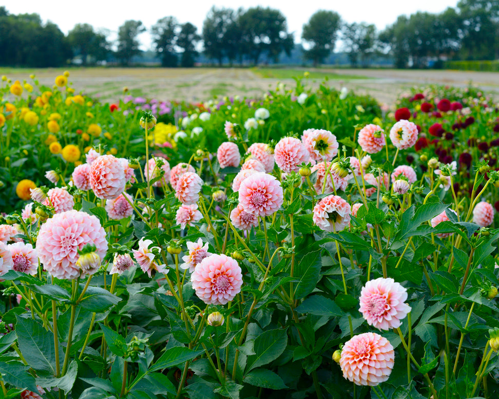 Dahlia 'Peaches'