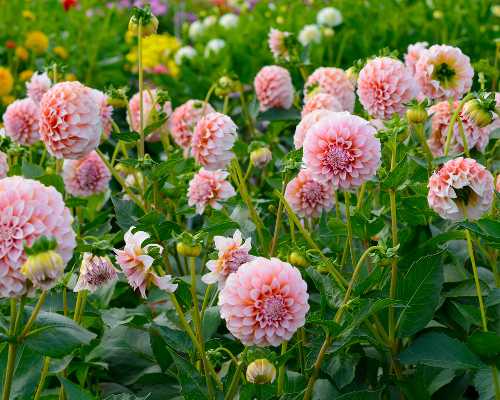 Dahlia 'Peaches'