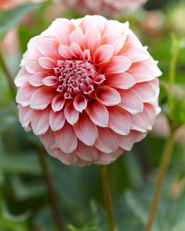 Dahlia 'Peaches'