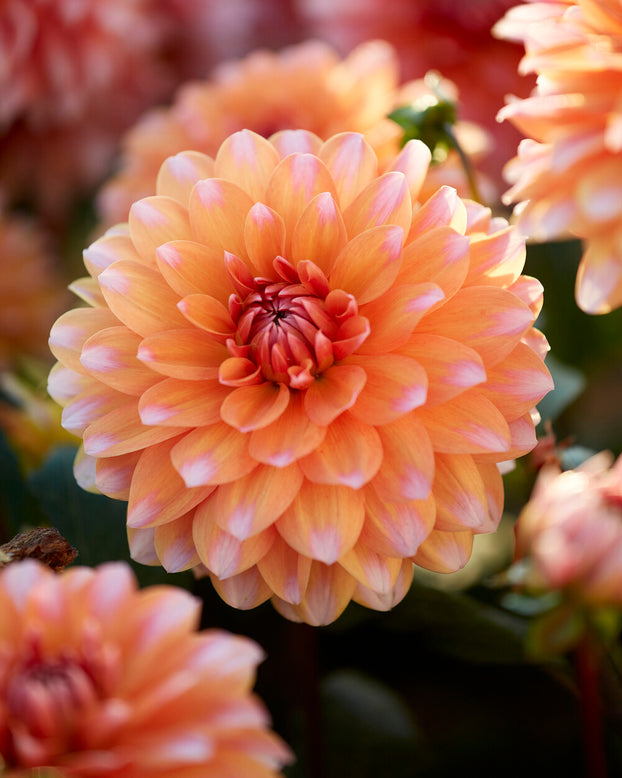 Dahlia 'Peaches and Vanilla'