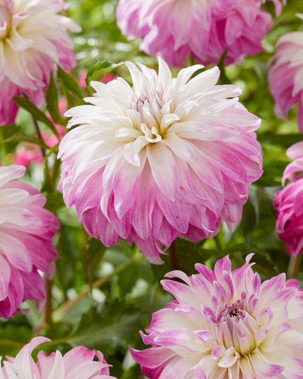 Dahlia 'Pink Petticoat'