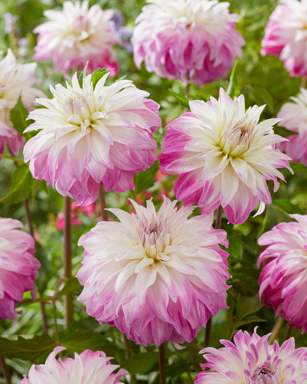 Dahlia 'Pink Petticoat'