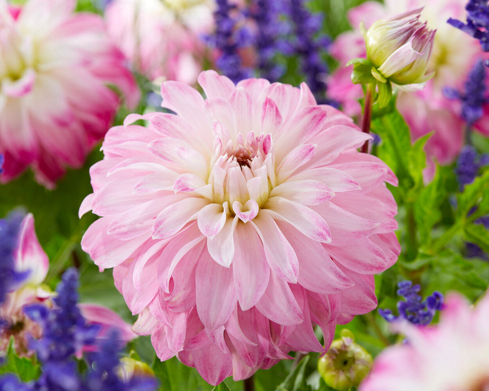 Dahlia 'Pink Petticoat'