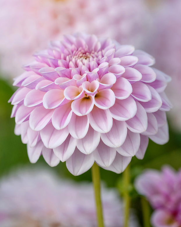 Dahlia 'Pink Silk'