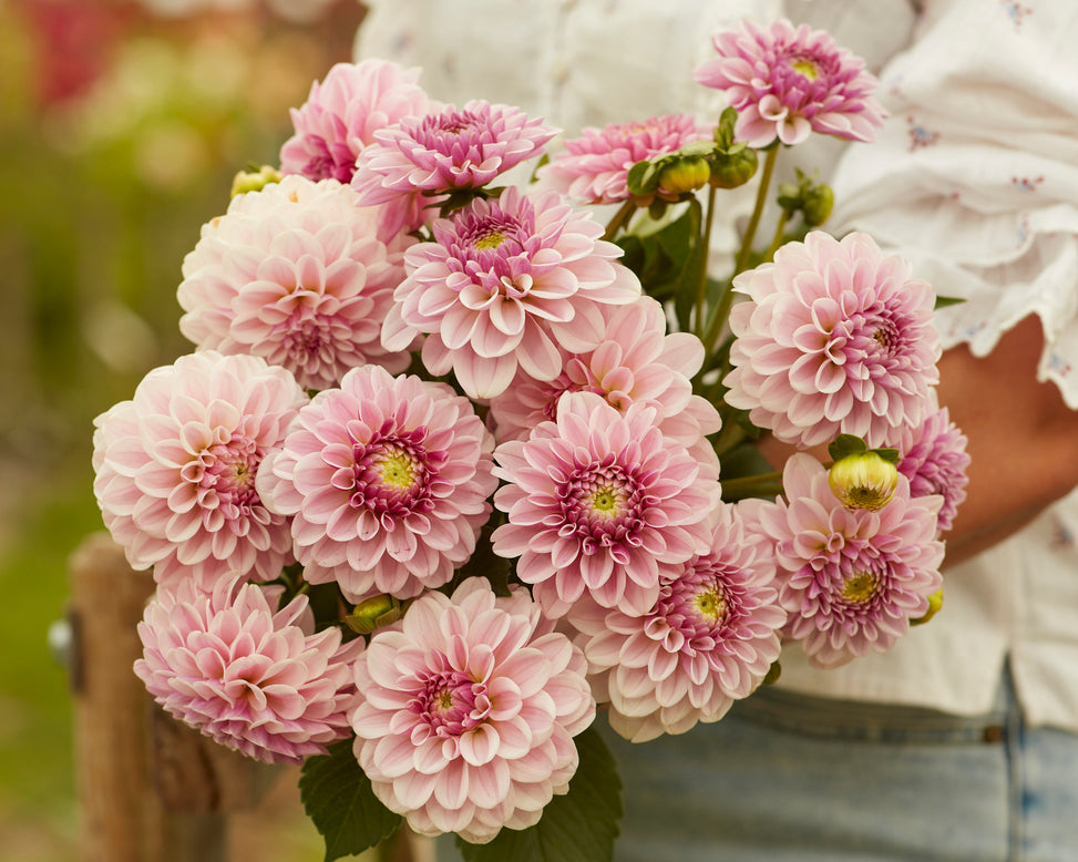 Dahlia 'Pink Silk'