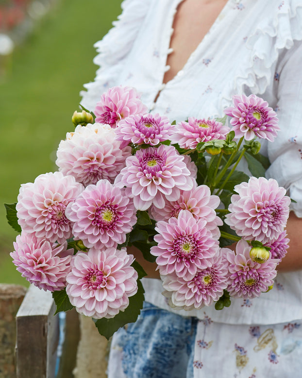 Dahlia 'Pink Silk'