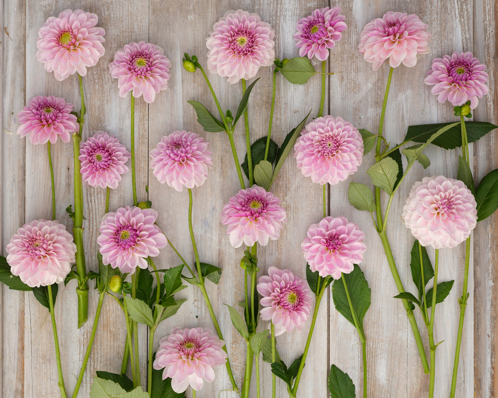 Dahlia 'Pink Silk'