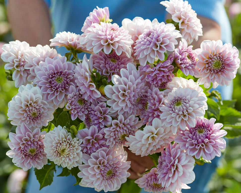 Dahlia 'Pink Silk'