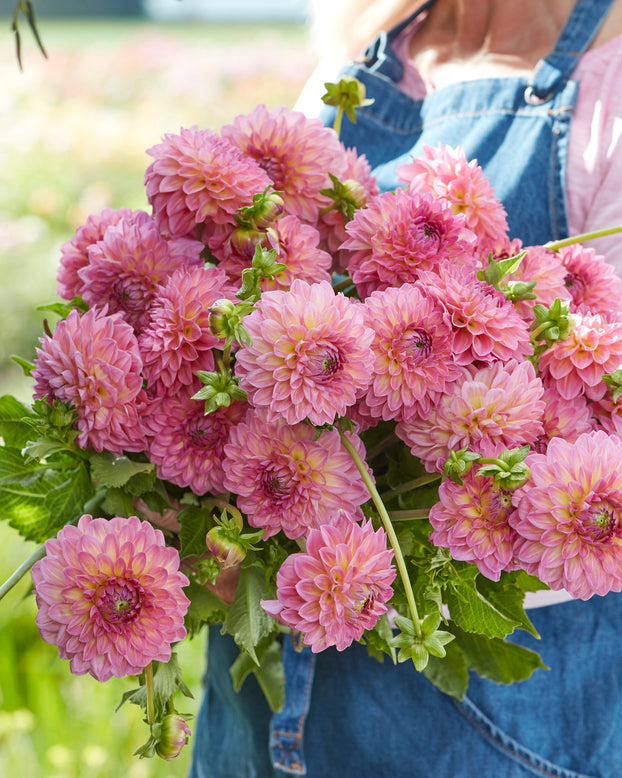 Dahlia 'Pink Suffusion'