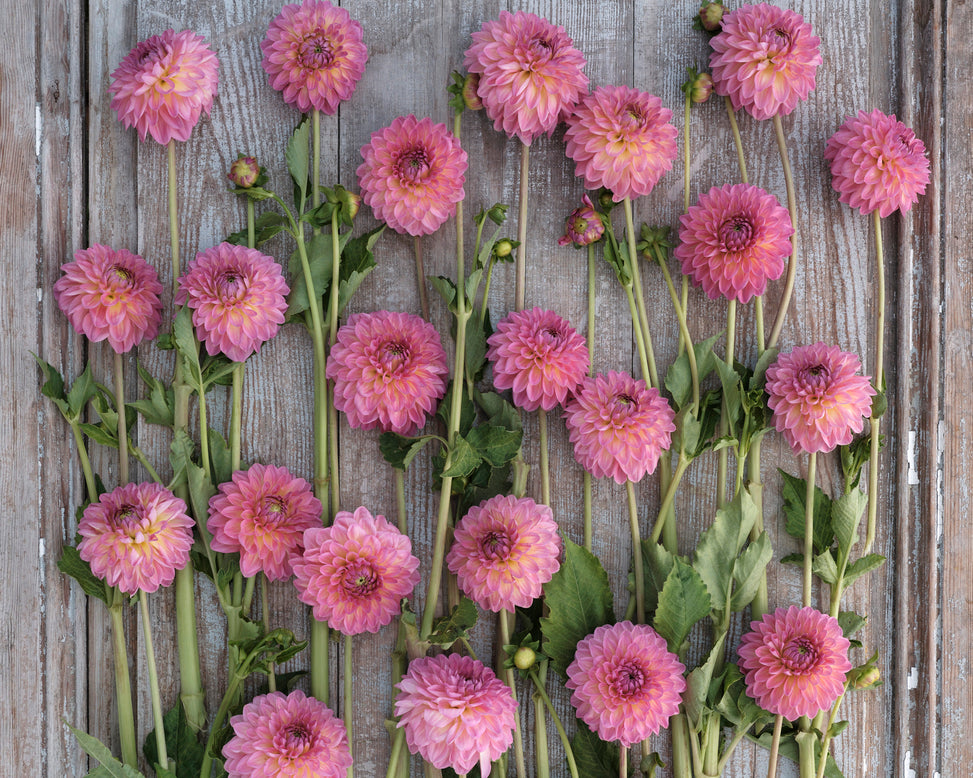 Dahlia 'Pink Suffusion'