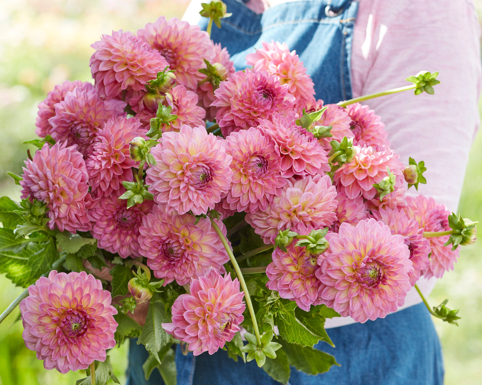 Dahlia 'Pink Suffusion'