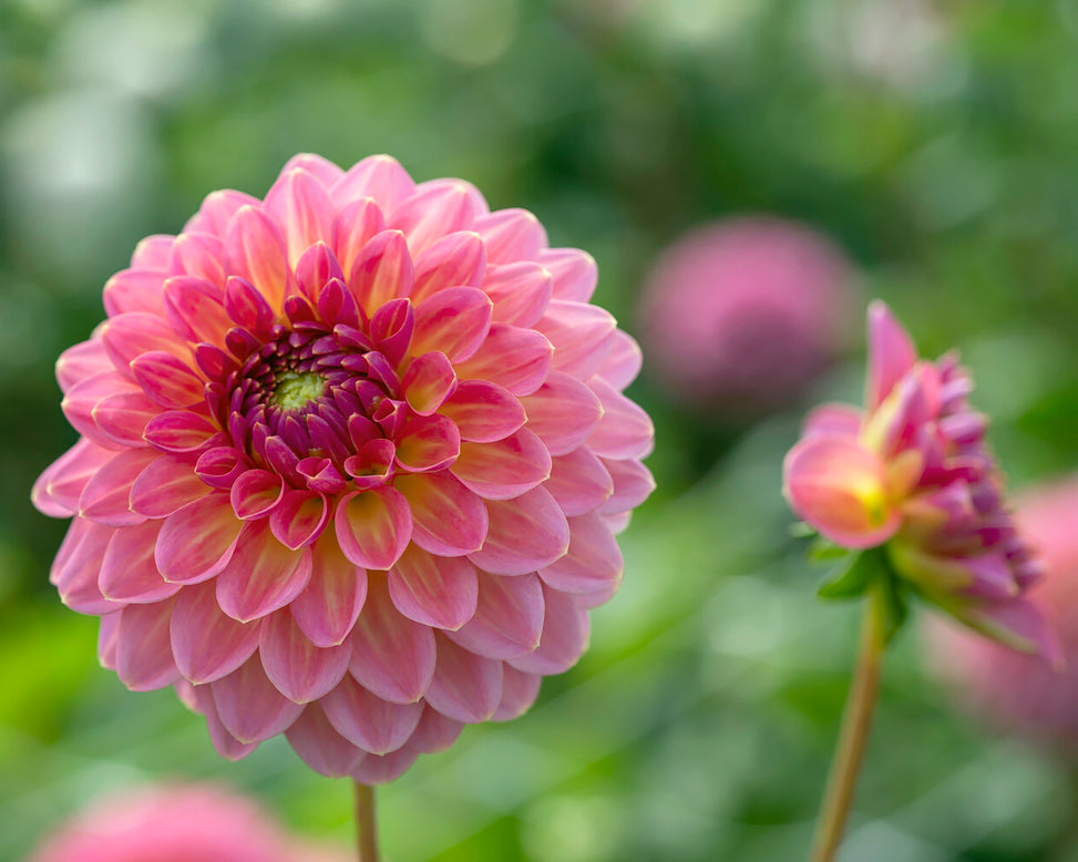 Dahlia 'Pink Suffusion'