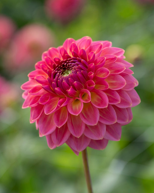 Dahlia 'Pink Suffusion'